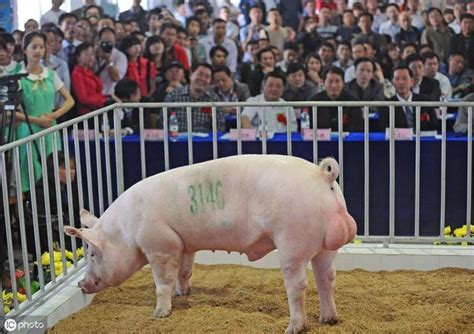 南丁格爾豬 配種 2023年7月交車吉日